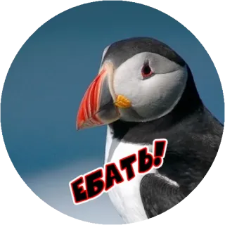 😩 ЕБАТЬ! vogel, papegaaiduiker, russisch, beledigend, scheldwoord telegram sticker