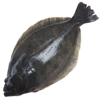 🕊 рыба, еда, морепродукты, животное, камбала telegram sticker