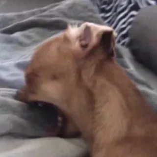 🐶 Hund, Gähnen, Braun, Chihuahua, Haustier whatsapp sticker