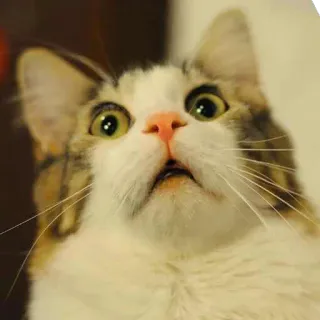 😧 gato, surpreso, animal, felino, fofo, animal de estimação whatsapp sticker