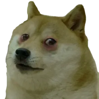 😕 Doge doge, mem, pies, zwierzę, mem internetowy, śmieszne, shiba inu telegram sticker