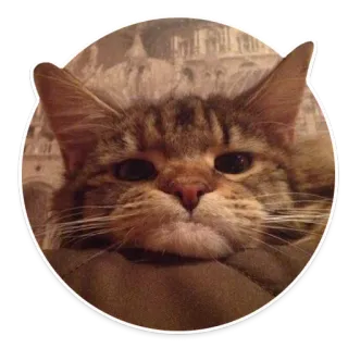 😪 gato, animal, mascota, felino, mamífero, animal doméstico telegram sticker