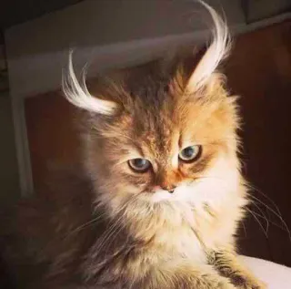 😈 кот, животное, питомец, смешной, милый, пушистый, прическа, дьявол, рога telegram sticker