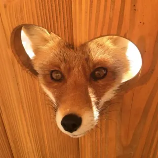 ❤️ raposa, animal, vida selvagem, retrato, madeira, natureza telegram sticker