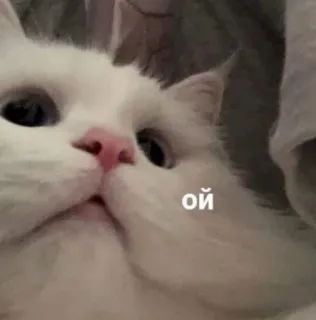 🤭 ой kot, słodki, biały, zwierzę, zwierzak whatsapp sticker