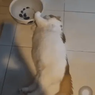 🚰 고양이, 동물, 애완 동물, 게으른, 배, 누워있는, 밥그릇 whatsapp sticker