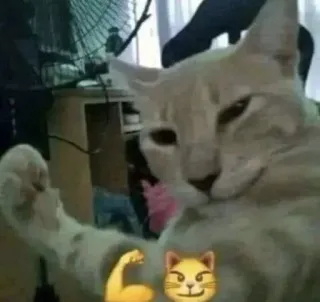 💪 gatto, muscolo, flex, meme, divertente telegram sticker