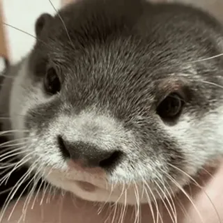 😉 Otter, Tier, süß, Wildtier, Säugetier telegram sticker