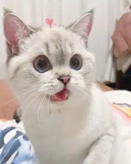 🐱 cat, animal, cute, pet, domestic cat, blue eyes whatsapp sticker