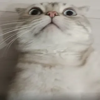 😳 mèo, động vật, thú cưng, dễ thương, hài hước, meme, đáng yêu telegram sticker