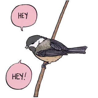 ✋️ HEY HEY! bird, chickadee, animal, nature, cute telegram sticker