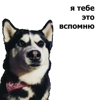 😑 dog, husky, animal, pet, bandana, portrait whatsapp sticker
