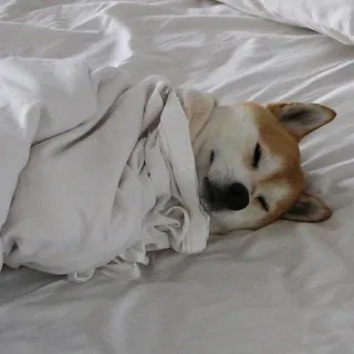 😴 Hund, schlafend, Bett, Tier, süß, Haustier telegram sticker