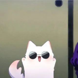 🧊 kot, okulary przeciwsłoneczne, słodki, zwierzę, zwierzak whatsapp sticker
