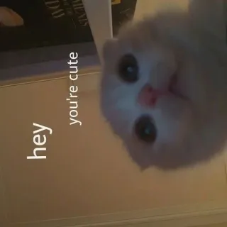 😻 hey you're cute Katze, süß, Kätzchen, Haustier, Tier, liebevoll telegram sticker