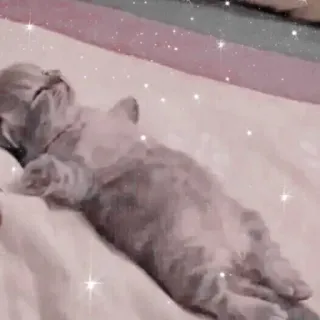 😵 кот, котёнок, спящий, животное, милый, питомец telegram sticker