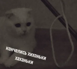 😵 cat кончились хихоньки хаханьки telegram sticker