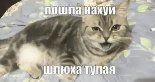 😔 пошла нахуй
шлюха тупая gatto, arrabbiato, offensivo, russo telegram sticker