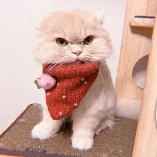 😤 kucing, anak kucing, hewan, hewan peliharaan, lucu, hewan peliharaan telegram sticker