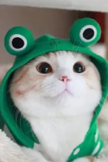 🐸 gato, rã, fofo, animal, animal de estimação, fantasia telegram sticker