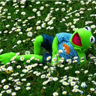 🌱 Kermit Kermit the Frog, frog, daisies, green, muppet, flowers telegram sticker