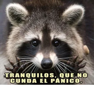 ✋ TRANQUILOS, QUE NO CUNDA EL PÁNICO. rakun, binatang, tenang, meme, panik, tenang whatsapp sticker