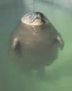 😌 foca, animale, acquatico, carino, nuoto, fauna selvatica telegram sticker