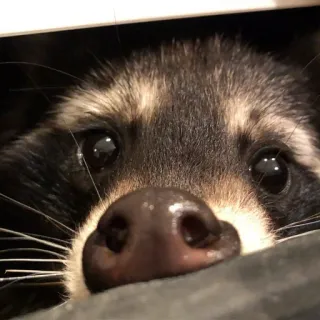 👀 енот, животное, милый, дикая природа, млекопитающее, природа, крупный план telegram sticker