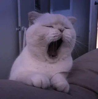 🤍 chat, bâillement, chat blanc, mignon, animal de compagnie, animal, endormi telegram sticker