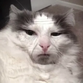 😐 cat, animal, pet, funny, meme, ragdoll cat telegram sticker