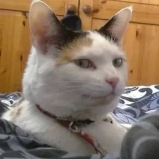 😐 cat, white cat, calico, pet, animal, domestic telegram sticker