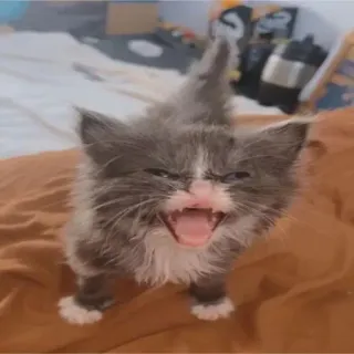 😡 kitten, cat, animal, pet, angry, cute whatsapp sticker