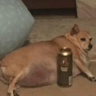 🐕 cachorro, chihuahua, animal de estimação, animal, cerveja, bebida, lata telegram sticker