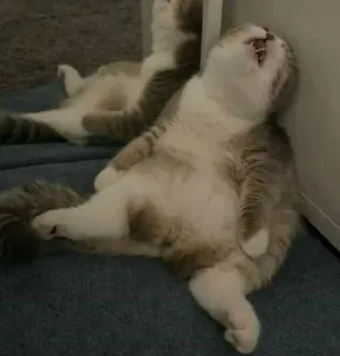 😪 gatto, animale, animale domestico, rilassante, dormire, pigro, animale domestico telegram sticker