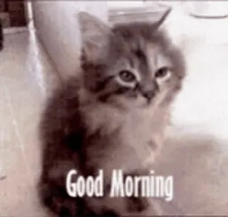 😘 Good Morning gato, gatinho, bom dia, saudação, fofo telegram sticker
