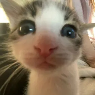 😳 Katze, Kätzchen, Tier, süß, Haustier, Säugetier telegram sticker