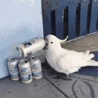 🤤 SUMMER LOVE cockatoo, bird, parrot, beer, drinking, summer, party telegram sticker