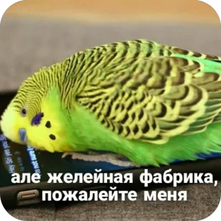 🫥 але желейная фабрика, пожалейте меня budgie, parrot, smartphone, bird, funny, meme telegram sticker