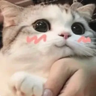 ☺️ kot, słodki, zwierzę, kociak, zwierzę domowe, kot domowy, ssak, szczęśliwy telegram sticker