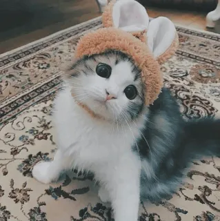 🐱 kot, kociak, słodki, zwierzę domowe, zwierzę, uszy królika, kot domowy telegram sticker