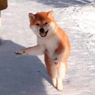 😎 chien, shiba inu, neige, hiver, drôle, animal, mignon telegram sticker