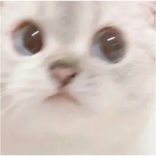 🥺 gatto, animale, carino, animale domestico, gattino, gatto bianco, meme telegram sticker