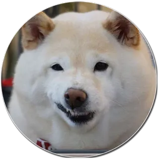 😁 chien, animal de compagnie, animal, shiba inu, chien blanc, mignon, animal domestique whatsapp sticker