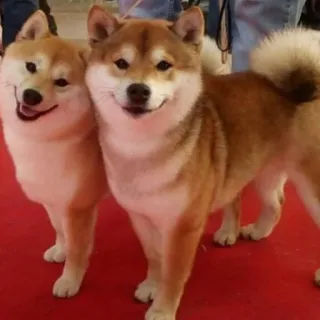 💑 Hund, Shiba Inu, Haustier, Tier, süß, Haustier, Begleittier telegram sticker