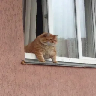 😐 cat, window, ginger cat, pet, animal, domestic animal telegram sticker
