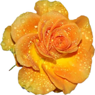 🌺 flower, rose, orange, yellow, nature, floral, bloom telegram sticker