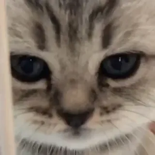 😞 cat, kitten, animal, pet, cute, feline, eyes telegram sticker