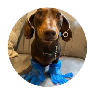 🙂 dog, dachshund, gloves, funny, pet whatsapp sticker
