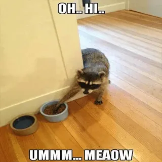 😅 OH.. HI..
UMMM... MEAOW mapache, gracioso, animal, meme, mascota, gato, humor whatsapp sticker