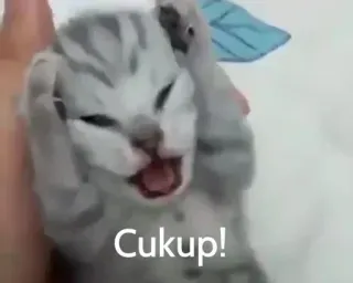 😩 Cukup! 猫, 小猫, 生气, 可爱, 动物 whatsapp sticker